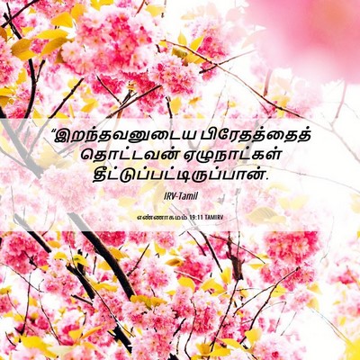 Picture 06 - எண்ணாகமம் 19:11 TAMIRV - “இறந்தவனுடைய - Bible Verse Picture