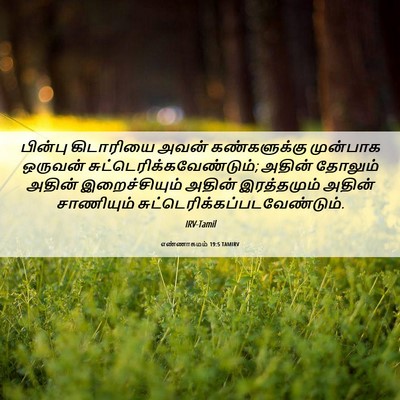 Picture 06 - எண்ணாகமம் 19:5 TAMIRV - பின்பு கிடாரியை - Bible Verse Picture