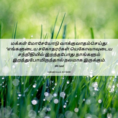 Picture 06 - எண்ணாகமம் 20:3 TAMIRV - மக்கள் மோசேயோடு - Bible Verse Picture