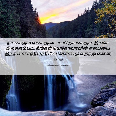 Picture 06 - எண்ணாகமம் 20:4 TAMIRV - நாங்களும் - Bible Verse Picture