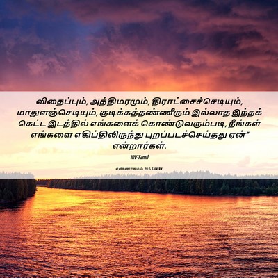 Picture 06 - எண்ணாகமம் 20:5 TAMIRV - விதைப்பும், - Bible Verse Picture