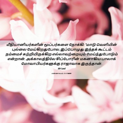 Picture 06 - எண்ணாகமம் 22:4 TAMIRV - மீதியானியர்களின் - Bible Verse Picture