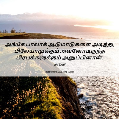 Picture 06 - எண்ணாகமம் 22:40 TAMIRV - அங்கே பாலாக் - Bible Verse Picture