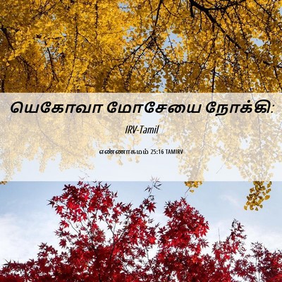 Picture 06 - எண்ணாகமம் 25:16 TAMIRV - யெகோவா மோசேயை - Bible Verse Picture