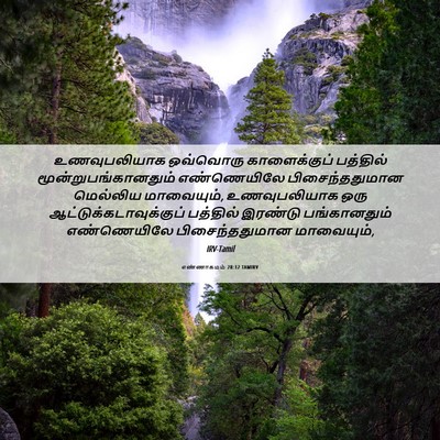 Picture 06 - எண்ணாகமம் 28:12 TAMIRV - உணவுபலியாக - Bible Verse Picture