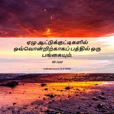 Picture 06 - எண்ணாகமம் 28:29 TAMIRV - ஏழு - Bible Verse Picture