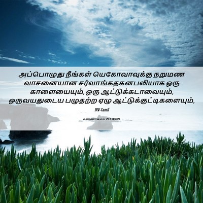 Picture 06 - எண்ணாகமம் 29:2 TAMIRV - அப்பொழுது நீங்கள் - Bible Verse Picture