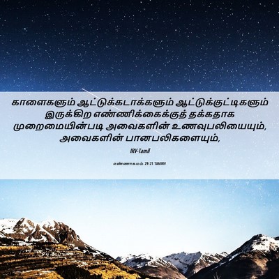 Picture 06 - எண்ணாகமம் 29:21 TAMIRV - காளைகளும் - Bible Verse Picture