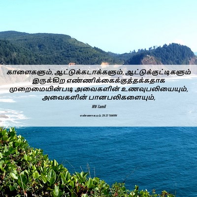 Picture 06 - எண்ணாகமம் 29:27 TAMIRV - காளைகளும், - Bible Verse Picture