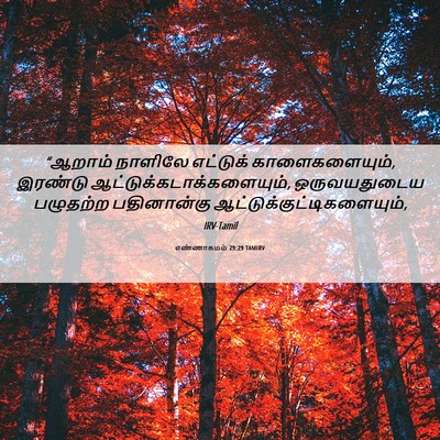 Picture 06 - எண்ணாகமம் 29:29 TAMIRV - “ஆறாம் நாளிலே - Bible Verse Picture