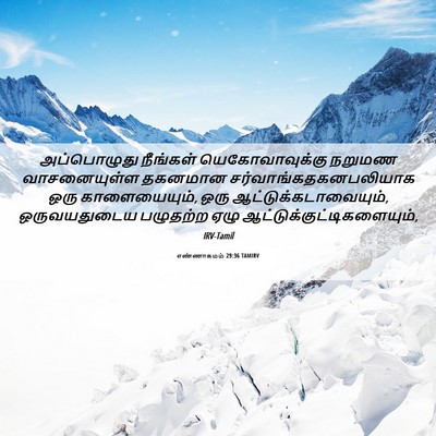 Picture 06 - எண்ணாகமம் 29:36 TAMIRV - அப்பொழுது நீங்கள் - Bible Verse Picture