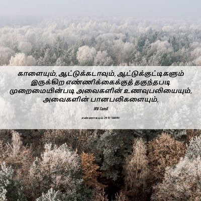 Picture 06 - எண்ணாகமம் 29:37 TAMIRV - காளையும், - Bible Verse Picture