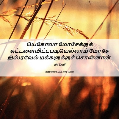Picture 06 - எண்ணாகமம் 29:40 TAMIRV - யெகோவா மோசேக்குக் - Bible Verse Picture