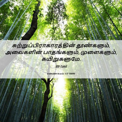Picture 06 - எண்ணாகமம் 3:37 TAMIRV -  - Bible Verse Picture