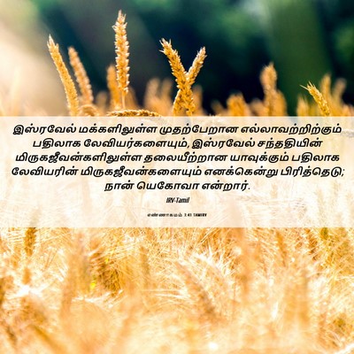 Picture 06 - எண்ணாகமம் 3:41 TAMIRV - இஸ்ரவேல் - Bible Verse Picture