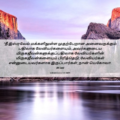 Picture 06 - எண்ணாகமம் 3:45 TAMIRV - “நீ இஸ்ரவேல் - Bible Verse Picture