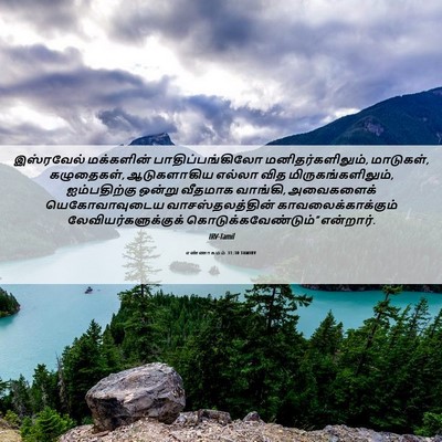 Picture 06 - எண்ணாகமம் 31:30 TAMIRV - இஸ்ரவேல் மக்களின் - Bible Verse Picture