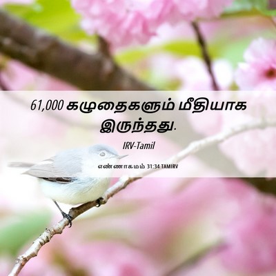Picture 06 - எண்ணாகமம் 31:34 TAMIRV - 61,000 கழுதைகளும் - Bible Verse Picture