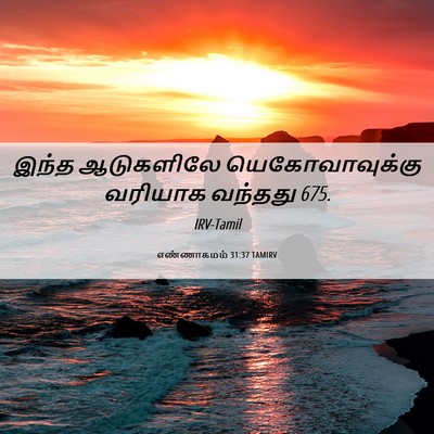 Picture 06 - எண்ணாகமம் 31:37 TAMIRV - இந்த ஆடுகளிலே - Bible Verse Picture