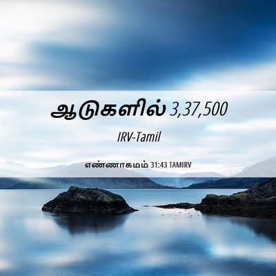 Picture 06 - எண்ணாகமம் 31:43 TAMIRV - ஆடுகளில் - Bible Verse Picture