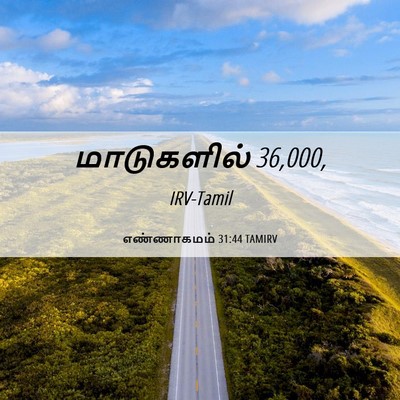 Picture 06 - எண்ணாகமம் 31:44 TAMIRV - மாடுகளில் - Bible Verse Picture