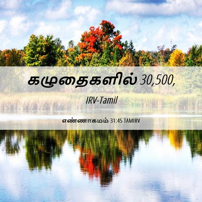 Picture 06 - எண்ணாகமம் 31:45 TAMIRV - கழுதைகளில் - Bible Verse Picture