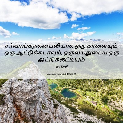 Picture 06 - எண்ணாகமம் 7:45 TAMIRV -  - Bible Verse Picture