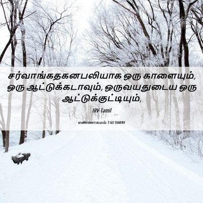 Picture 06 - எண்ணாகமம் 7:63 TAMIRV -  - Bible Verse Picture