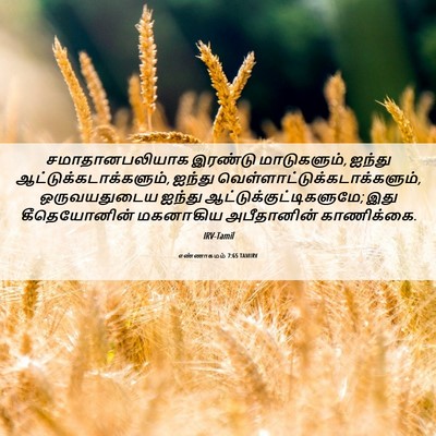 Picture 06 - எண்ணாகமம் 7:65 TAMIRV - சமாதானபலியாக - Bible Verse Picture