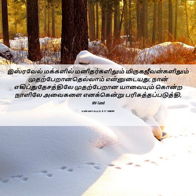 Picture 06 - எண்ணாகமம் 8:17 TAMIRV - இஸ்ரவேல் மக்களில் - Bible Verse Picture