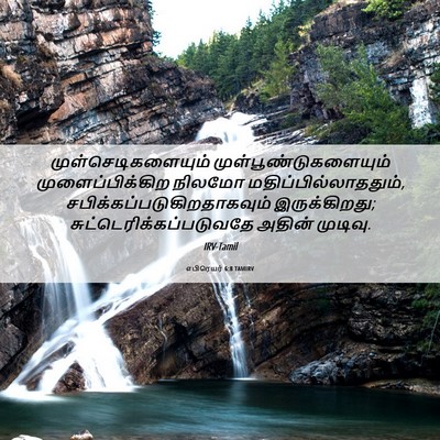 Picture 06 - எபிரெயர் 6:8 TAMIRV - முள்செடிகளையும் - Bible Verse Picture