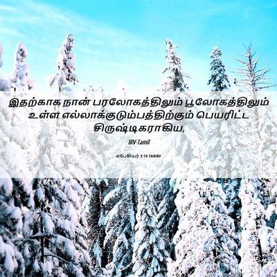 Picture 06 - எபேசியர் 3:14 TAMIRV - இதற்காக நான் - Bible Verse Picture