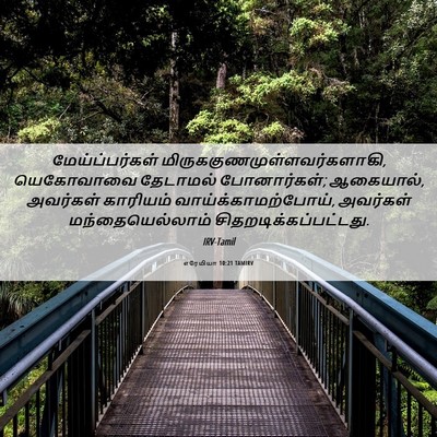 Picture 06 - எரேமியா 10:21 TAMIRV - மேய்ப்பர்கள் - Bible Verse Picture