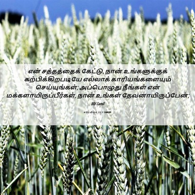 Picture 06 - எரேமியா 11:3 TAMIRV - என் சத்தத்தைக் - Bible Verse Picture