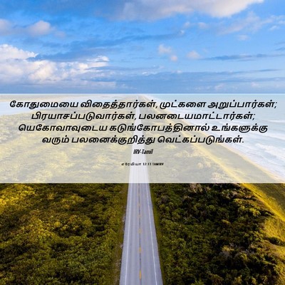 Picture 06 - எரேமியா 12:13 TAMIRV - கோதுமையை - Bible Verse Picture