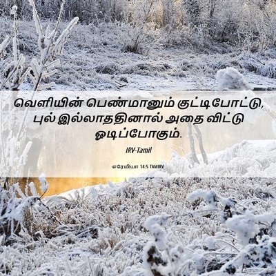 Picture 06 - எரேமியா 14:5 TAMIRV - வெளியின் - Bible Verse Picture