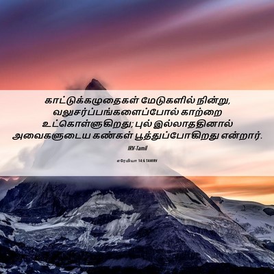 Picture 06 - எரேமியா 14:6 TAMIRV - காட்டுக்கழுதைகள் - Bible Verse Picture