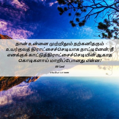 Picture 06 - எரேமியா 2:21 TAMIRV - நான் உன்னை - Bible Verse Picture