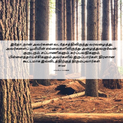 Picture 06 - எரேமியா 31:8 TAMIRV - இதோ, நான் அவர்களை - Bible Verse Picture