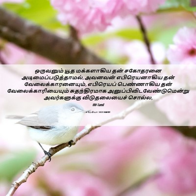 Picture 06 - எரேமியா 34:8 TAMIRV - ஒருவனும் யூத - Bible Verse Picture
