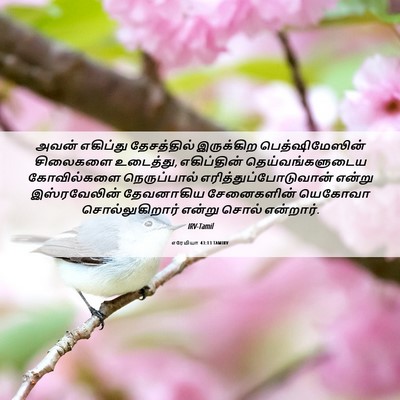 Picture 06 - எரேமியா 43:13 TAMIRV - அவன் எகிப்து - Bible Verse Picture