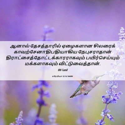 Picture 06 - எரேமியா 52:16 TAMIRV - ஆனால் தேசத்தாரில் - Bible Verse Picture