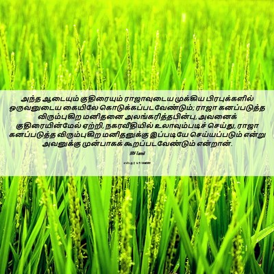 Picture 06 - எஸ்தர் 6:9 TAMIRV - அந்த ஆடையும் - Bible Verse Picture