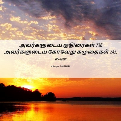 Picture 06 - எஸ்றா 2:66 TAMIRV - அவர்களுடைய - Bible Verse Picture