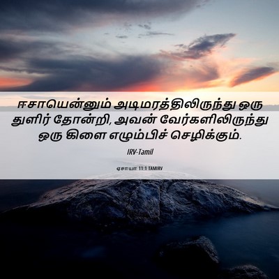 Picture 06 - ஏசாயா 11:1 TAMIRV - ஈசாயென்னும் - Bible Verse Picture