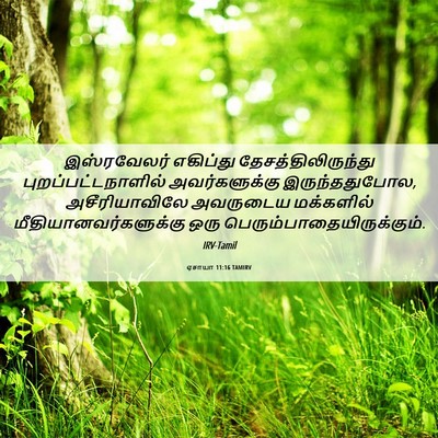 Picture 06 - ஏசாயா 11:16 TAMIRV - இஸ்ரவேலர் எகிப்து - Bible Verse Picture