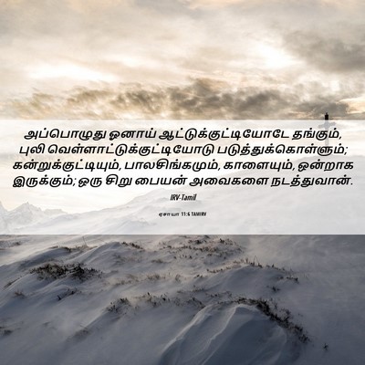 Picture 06 - ஏசாயா 11:6 TAMIRV - அப்பொழுது ஓனாய் - Bible Verse Picture