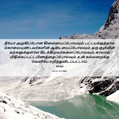 Picture 06 - ஏசாயா 14:19 TAMIRV - நீயோ அழுகிப்போன - Bible Verse Picture