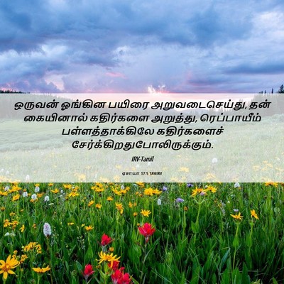 Picture 06 - ஏசாயா 17:5 TAMIRV - ஒருவன் ஓங்கின - Bible Verse Picture
