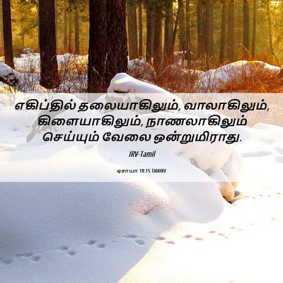 Picture 06 - ஏசாயா 19:15 TAMIRV - எகிப்தில் - Bible Verse Picture